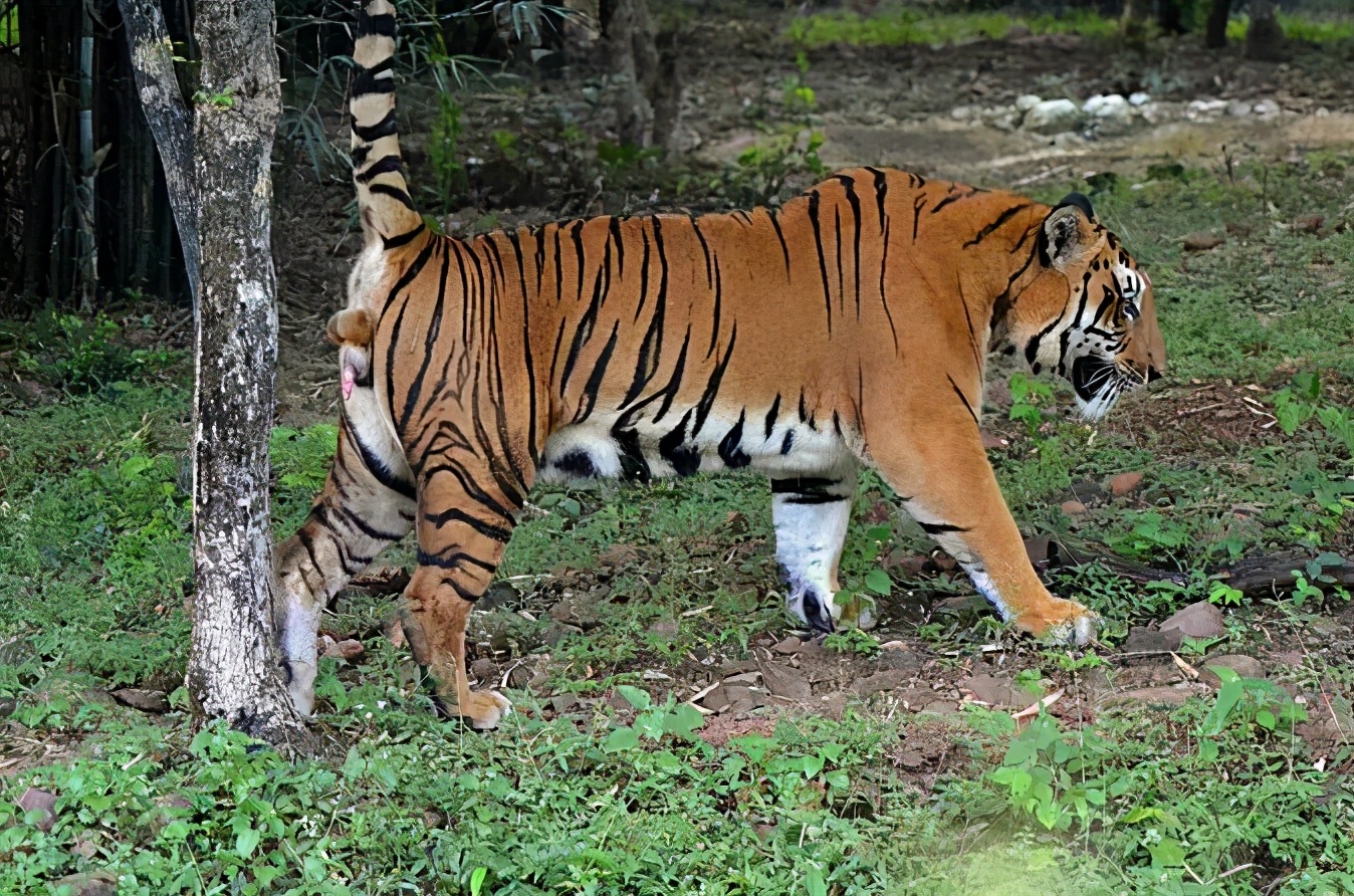 老虎的繁衍与生育,老虎的繁衍能力为什么比不上猫