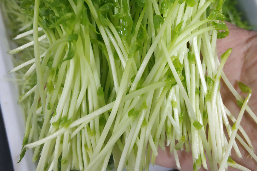 南方人吃龙须菜,南方人吃龙须