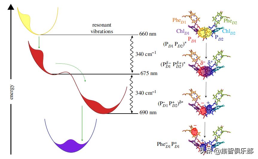 生命的边缘量子生物学时代的到来,量子生物学的研究意义