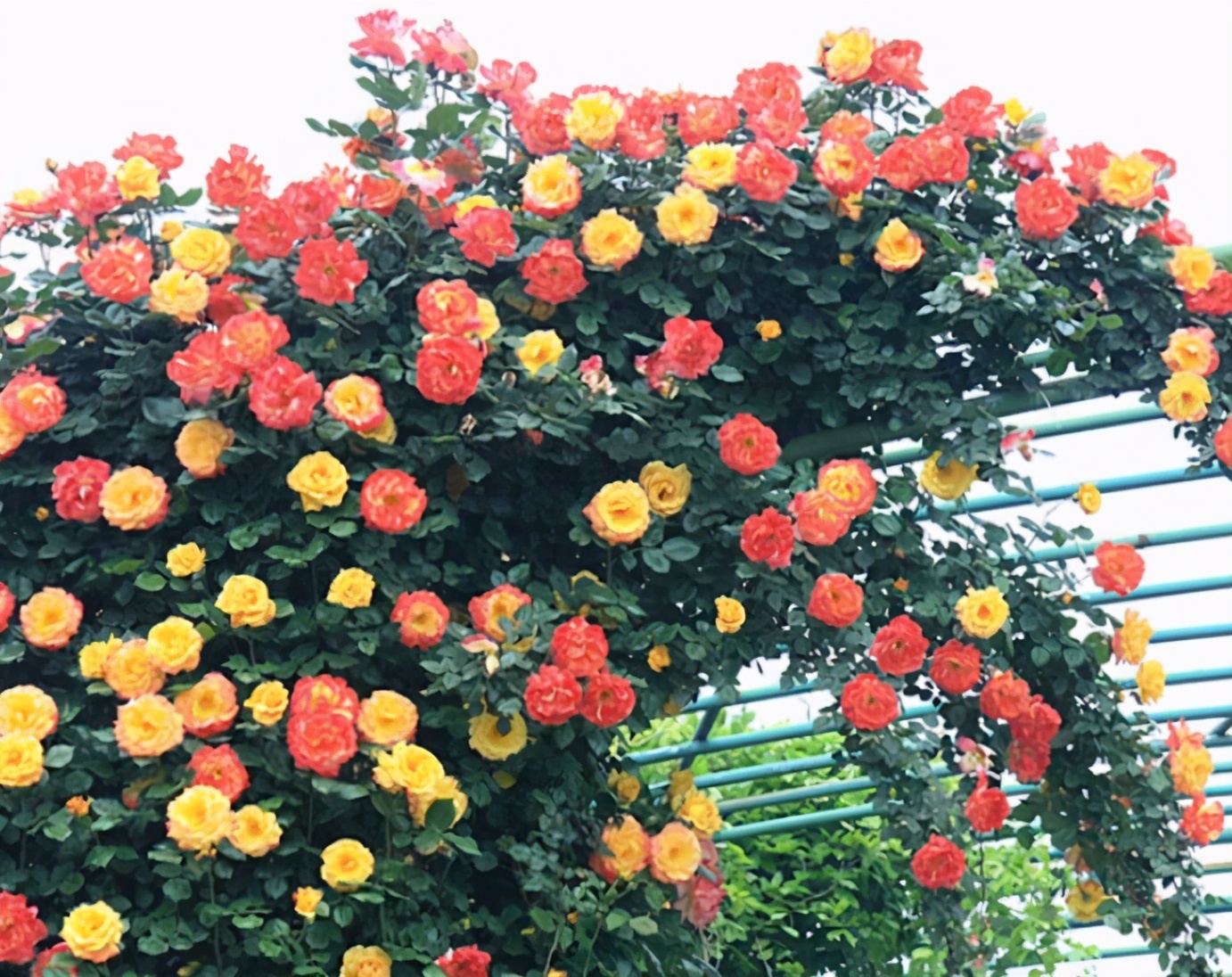 灏忛櫌钘ゆ湰鏈堝,钘ゆ湰鏈堝灏忛櫌