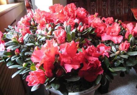 家庭盆栽废茶渣沤肥,牛奶和淘米水沤肥