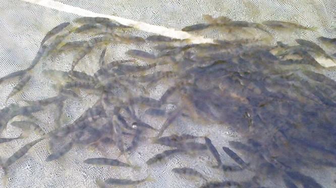 武功山哪种鱼好吃,武功山最好吃的鱼