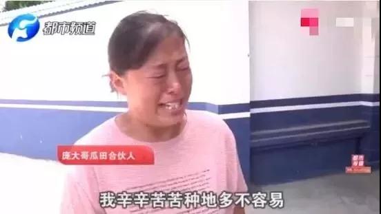 瓜农西瓜被偷倒赔300元反转来了,农民西瓜被偷反倒赔300元