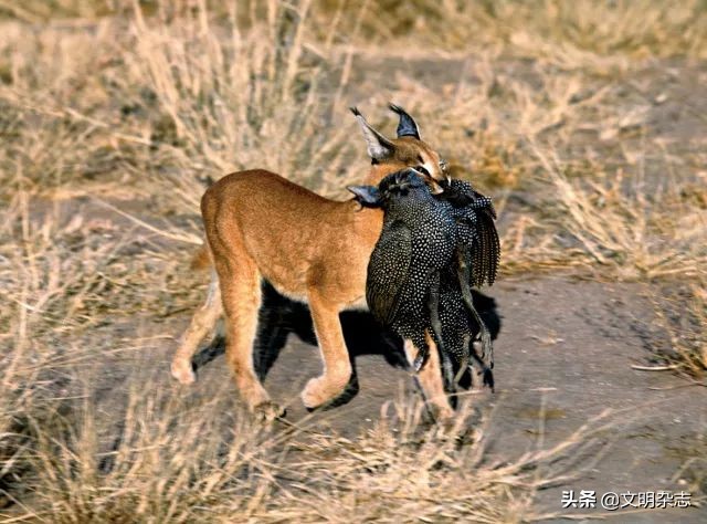 幽秘的长耳精灵——狞猫