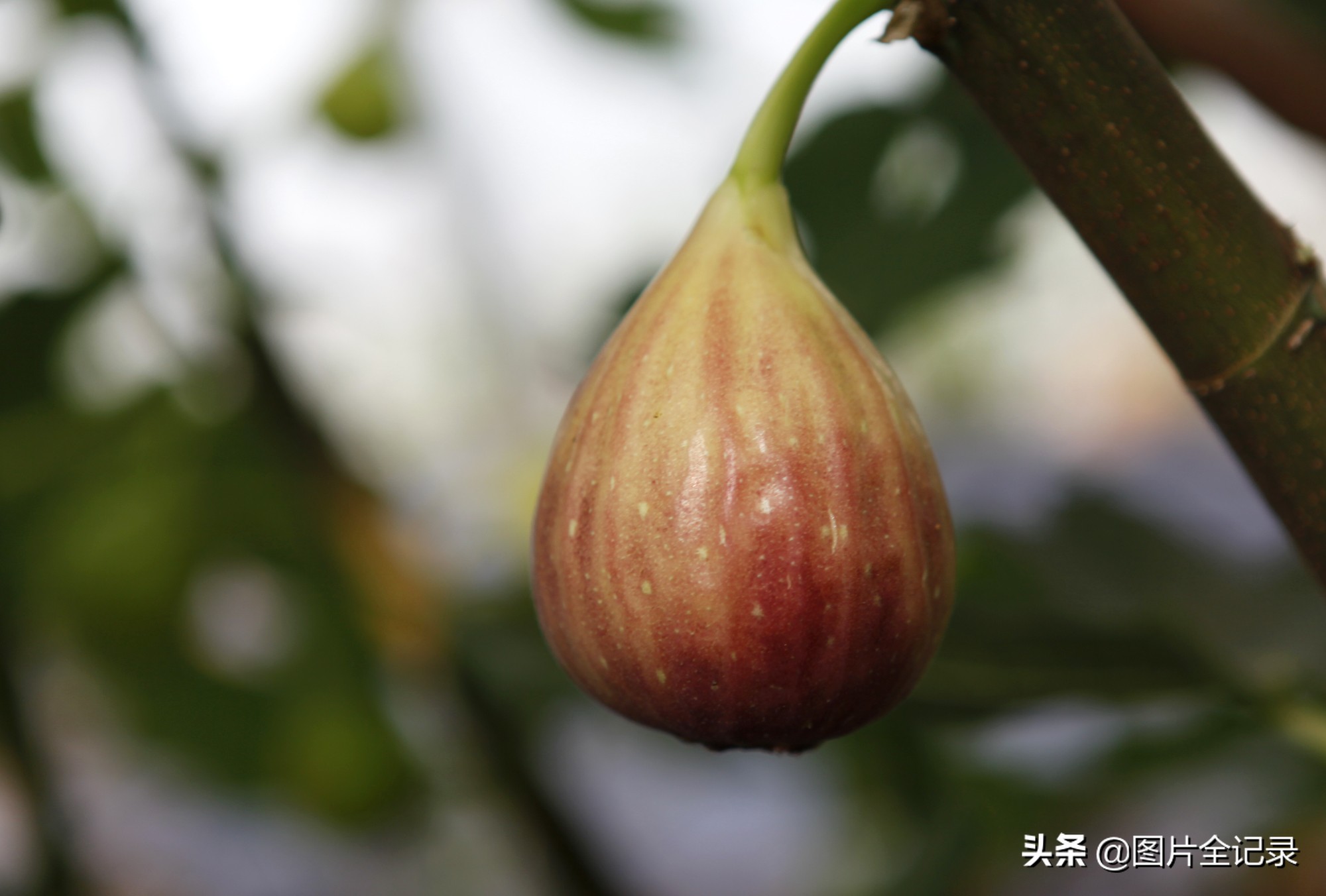 山西无花果采摘园,威县无花果采摘园