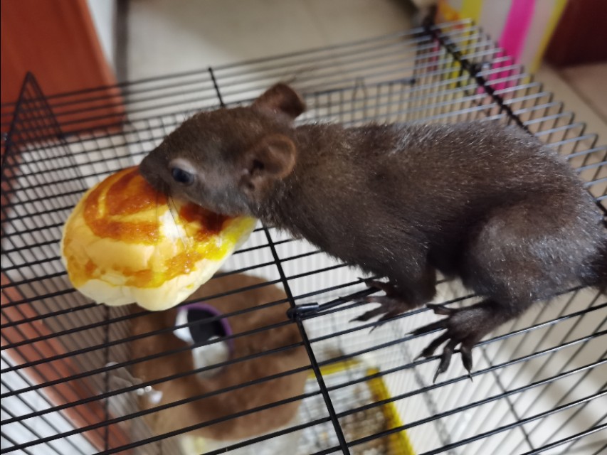 养了一只魔王松鼠的视频,养一只魔王松鼠