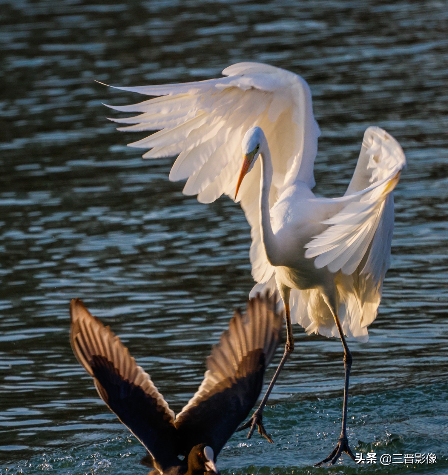 拍鸟设备,10万元拍鸟用什么设备好