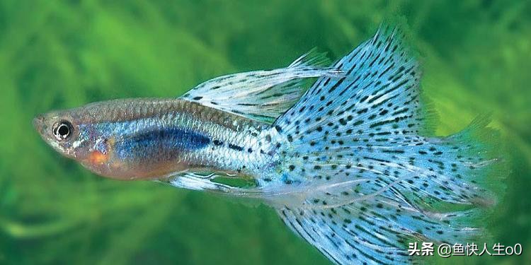 观赏鱼黄脓便怎么办,观赏鱼肠炎下药多久起效