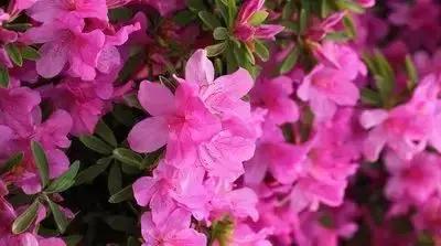 100种花的英文和花语是什么,100种花的花语以及送花礼仪分享