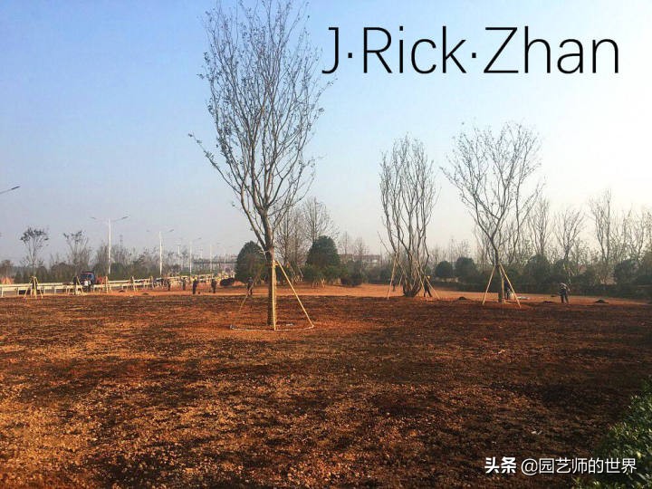 怎样种植草坪技术,果岭草坪的种植养护方法及技巧