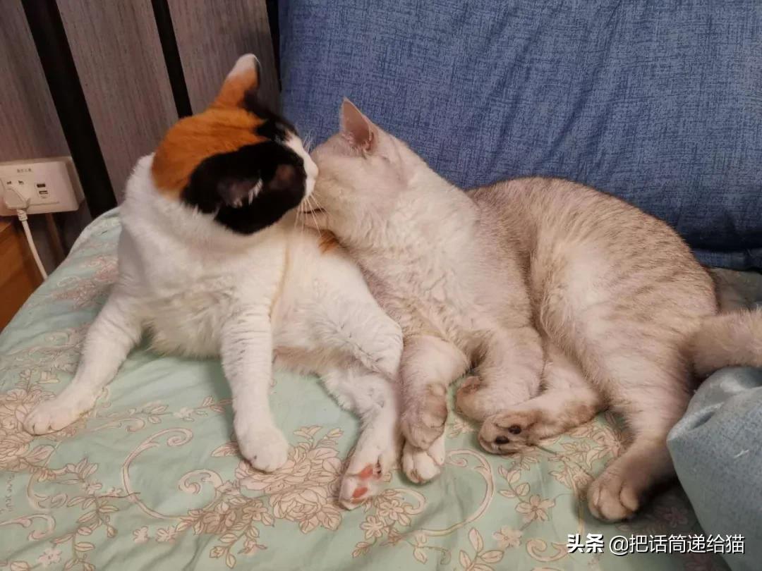 求助！我的猫以为自己是我妈怎么办？