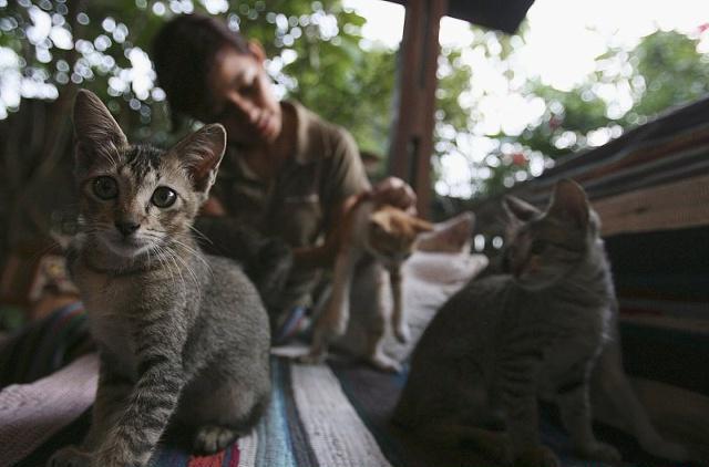 出门旅游猫咪如何自己在家,铲屎官出门猫咪怎么办