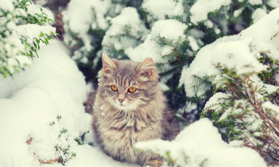 喵界的“荒野猎人”，被人误会多年，其实它才是俄罗斯的国猫