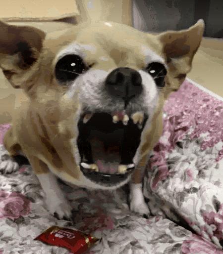 狗吃醋起来比男朋友还难哄,狗子这才是哄女朋友的正确方式