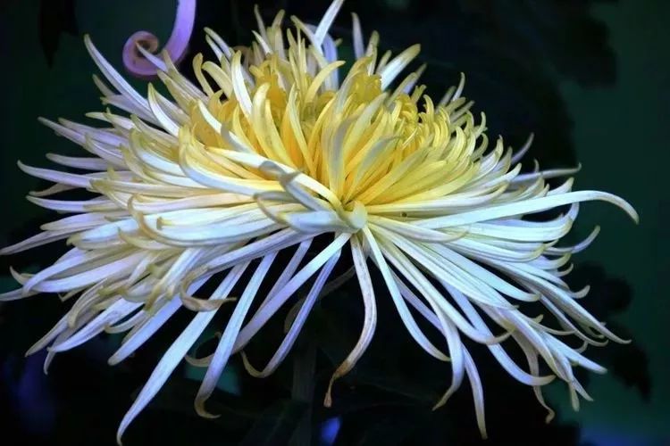 花中四君子菊花国画用笔,花中四君子菊花高清图片