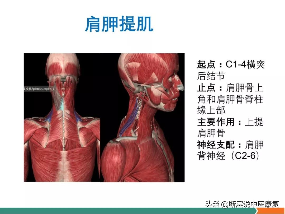 肩部肌肉解剖图详细图,肩部的16块肌肉分布图