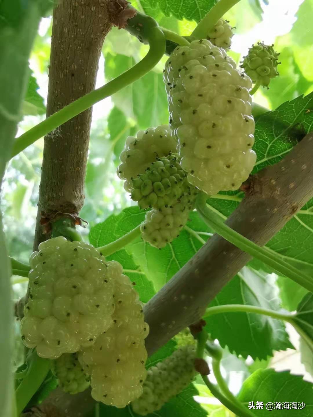 丝绸之路的新疆有多繁荣,丝绸之路上的新疆