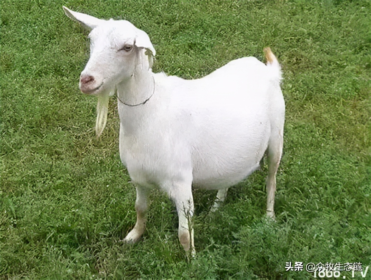 世界上最好的羊是哪个羊,世界最好的羊排名前十