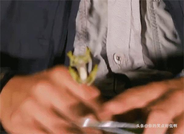 五种透明的动物,5种地球上罕见的动物