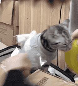 放弃百万年薪，去非洲撸猫？长腿版小李子引63w人舔屏：看我看我