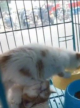 搞笑版的小萝莉,搞笑小萝莉图片