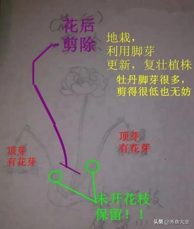 花卉盆栽的造型和修剪技术,盆栽花卉修剪方法