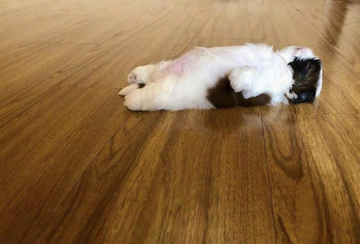 怎样护理狗宝宝,怎么护理狗宝宝