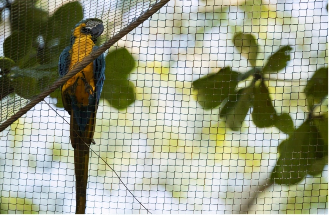 巴西为20岁的野生鹦鹉寻伴侣，巴西仅剩一只，已在灭绝边缘徘徊