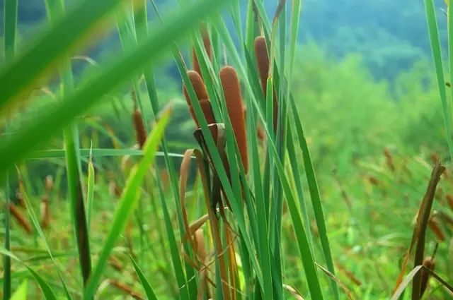 那些常见却叫不上名字的野花野草,常见的野花野草却是农家之宝