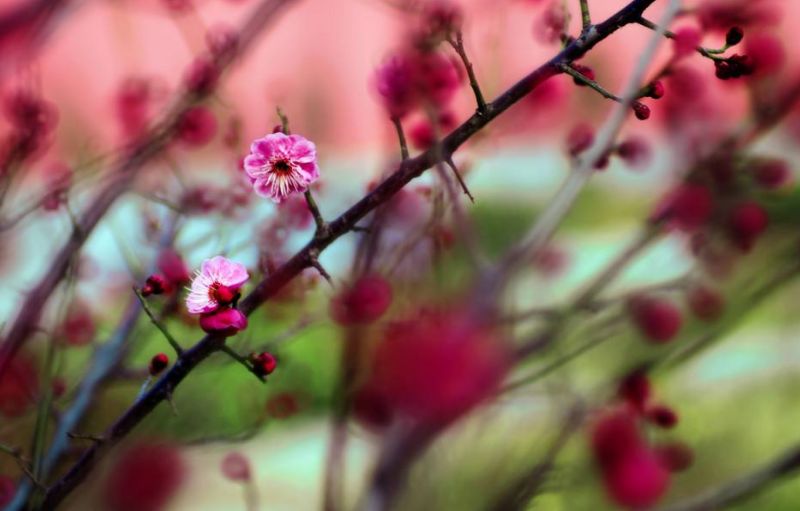 「诗词原创」张大泽｜围炉赊得三壶酒恰是闲来赋月诗