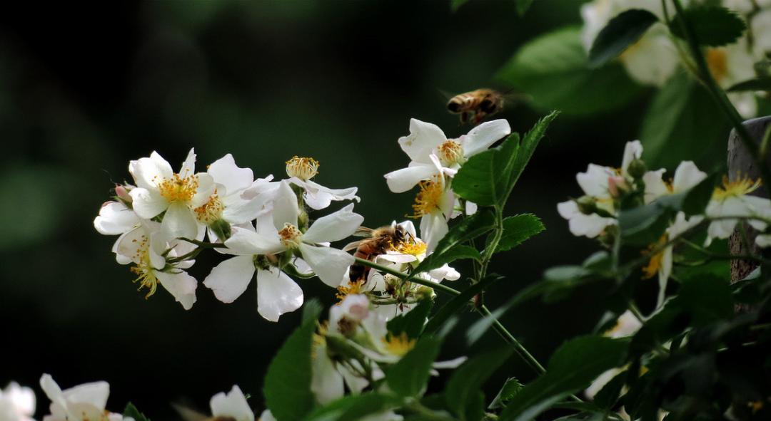 有关荼蘼花的古诗词,关于荼蘼花开的诗词