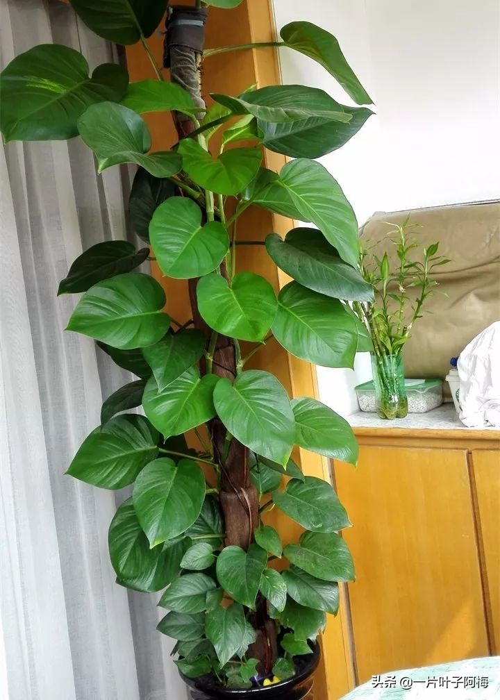 绿萝为什么叶子越来越小,绿萝为啥叶子越养越小