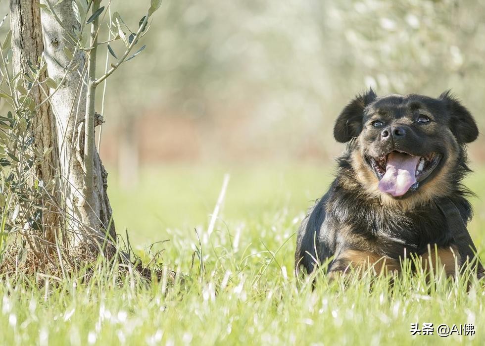 美国最受欢迎的100组小狗名字