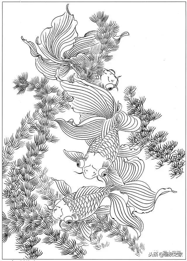 白描荷花鱼线稿图片,白描动物鱼图片大全