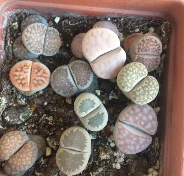 多肉生石花怎么移栽,生石花最好养的多肉