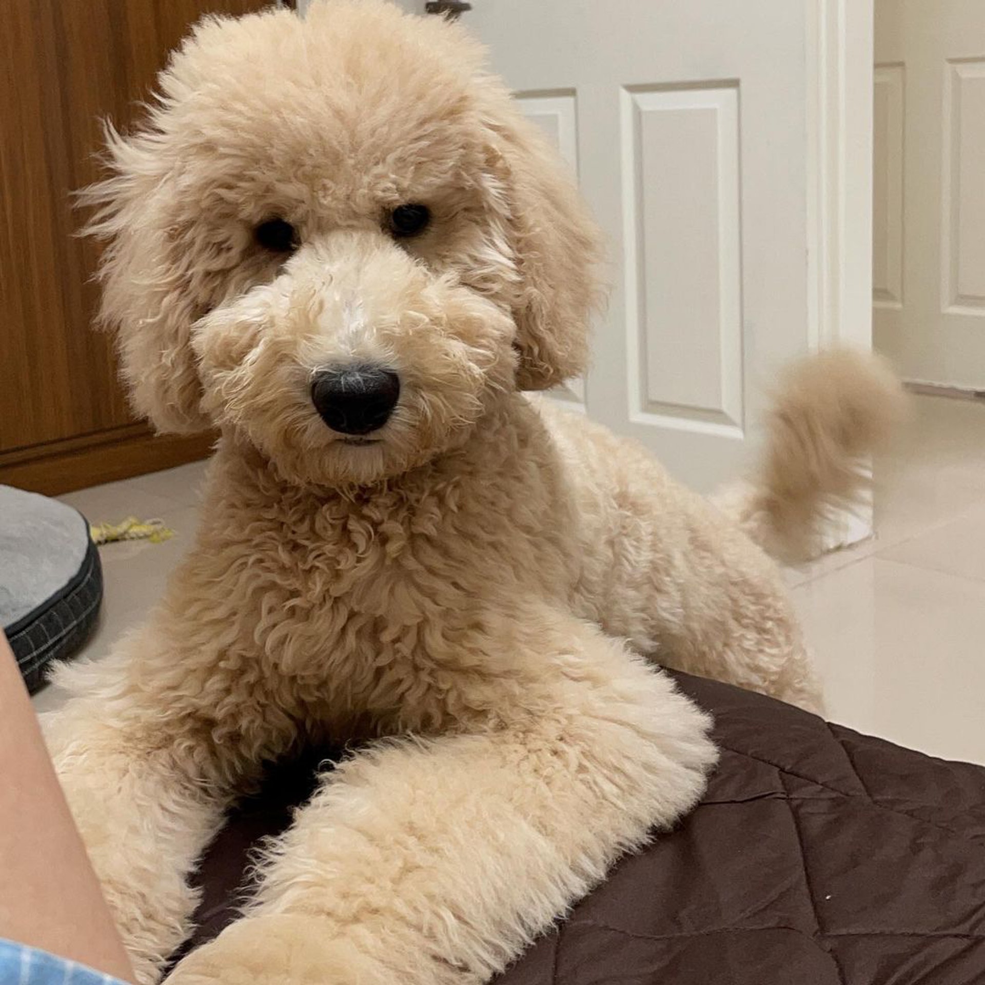 巨型贵宾犬发狂,巨型贵宾犬在家乱叫