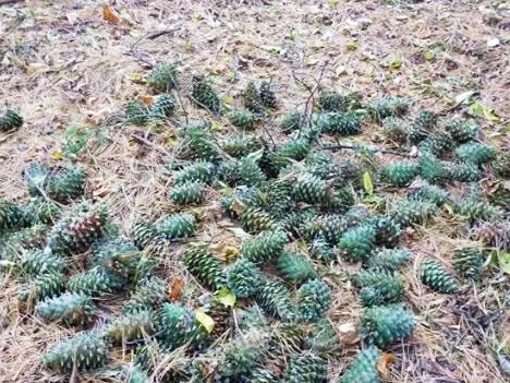 松树松子批发价多少钱一斤,今年白皮松子价格多少钱一斤