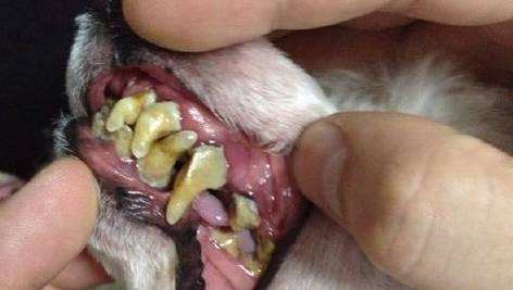 狗狗换牙期间怎么帮助清理牙齿,狗狗如何保护牙齿健康