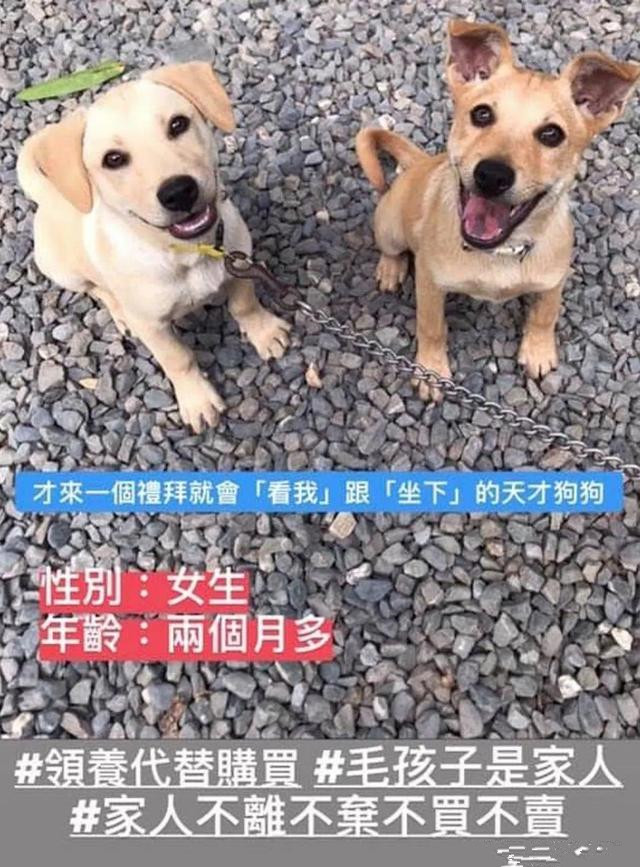 为了不让爷爷孤单，领养了一条狗狗，半年后：这是喂的猪饲料？