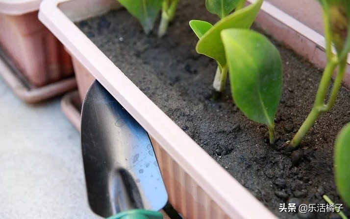 植物浇水浇的次数太多会怎样,植物浇水太多怎么补救