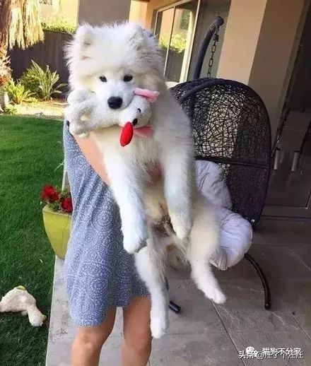 萨摩和金毛打架找主人抱抱,喜欢抱抱的狮子