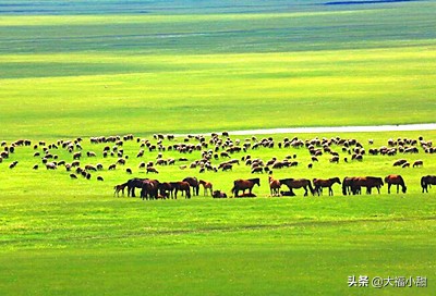狗狗吃便便的5大原因,狗狗便便前面干后面稀是怎么回事