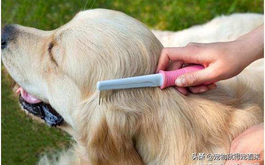 不掉毛的狗狗,狗狗掉毛季节是哪几月