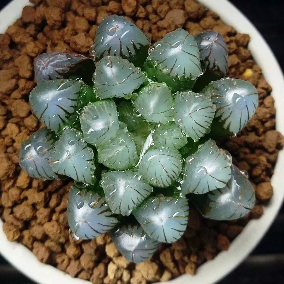 这才是世界上最贵的花卉,十大名贵花卉家养