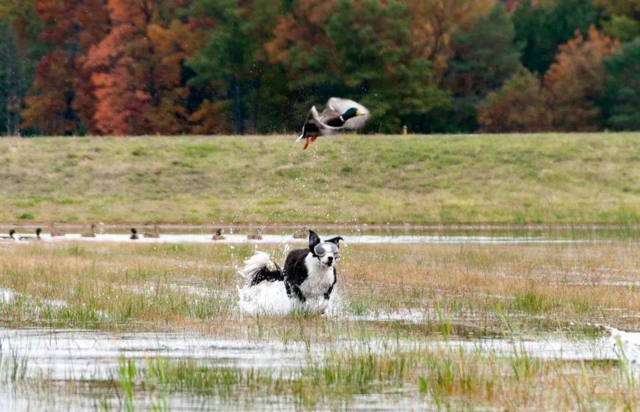 世界上最大的鸟撞飞机,一只鸟撞上飞机导致坠毁