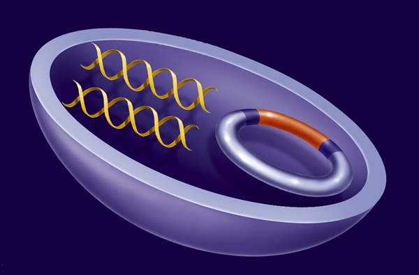如何正确看待转基因技术和产品？谈“转”色变不应该