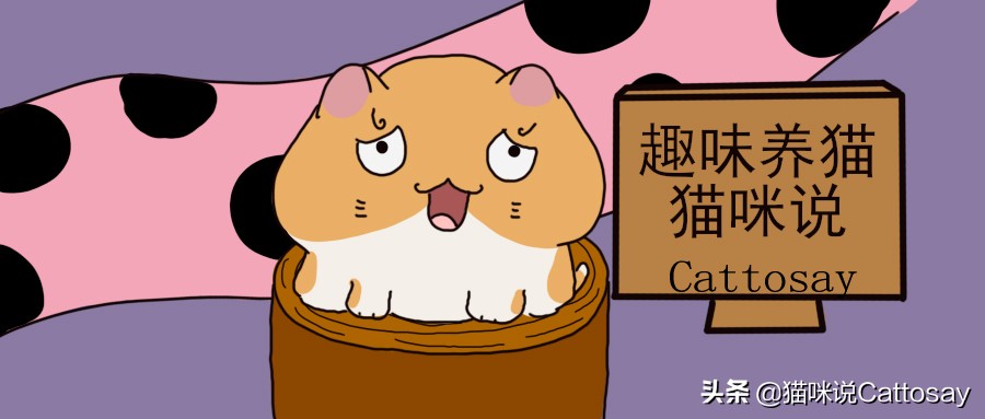 猫毛清理,猫垫上猫毛太多怎么清理