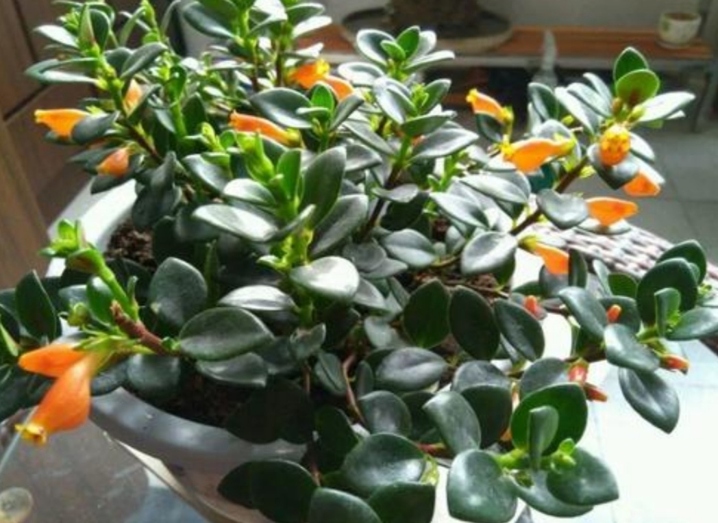 金鱼吊兰很多花苞怎么就不开花,金鱼吊兰开花期间怎么养护和浇水