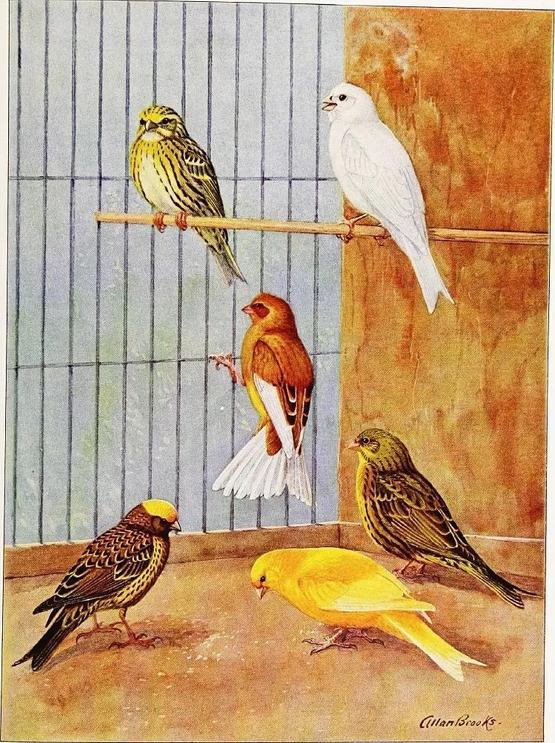 加拿大出现怪异的东西,加拿大无头怪