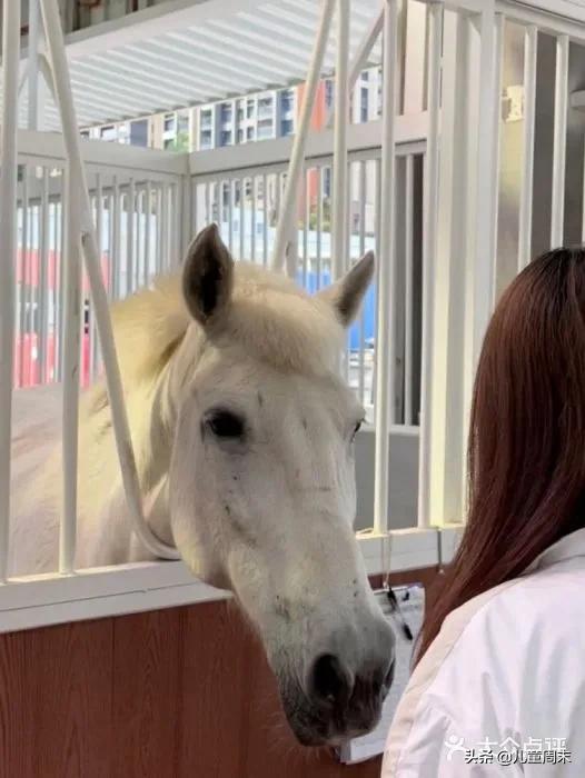 深圳海边骑马地点推荐,深圳骑马最佳地点